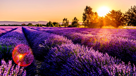 薰衣草田园图片