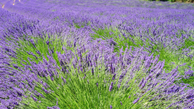 薰衣草田园图片