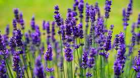 薰衣草田园图片