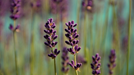 薰衣草田园图片