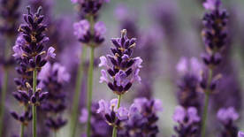 薰衣草田园图片