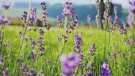 薰衣草田园图片