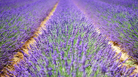 薰衣草田园图片