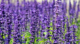 薰衣草田园图片