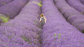 薰衣草田园图片