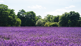 薰衣草田园图片