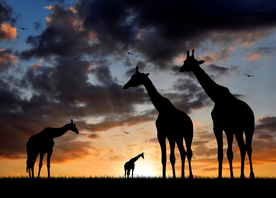 长颈鹿剪影轮廓图片