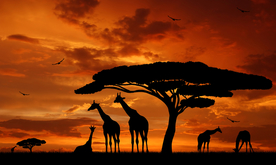 长颈鹿剪影轮廓图片