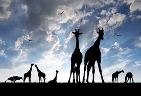 长颈鹿剪影轮廓图片