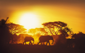 大象剪影轮廓图片