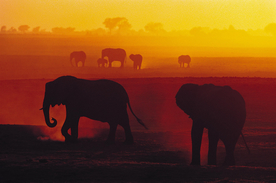 人物剪影 情侣剪影 精英剪影