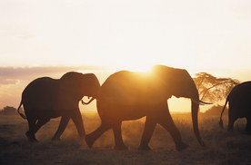 大象剪影轮廓图片