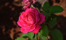 红玫瑰花月季花图片