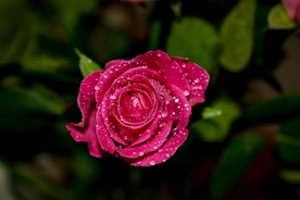 红玫瑰花月季花图片