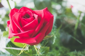 红玫瑰花月季花图片