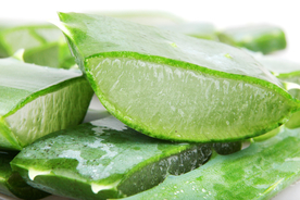 芦荟