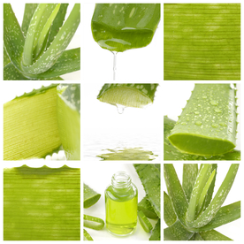 芦荟
