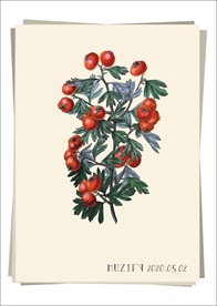 东方山楂 植物图鉴