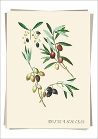 油橄榄 植物图鉴