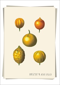 桔子 柠檬 水果图鉴