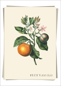 橘子树和花 植物图鉴