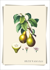 梨和花 水果图鉴