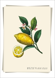 柠檬和花 水果图鉴