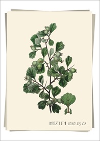 山楂树 植物图鉴