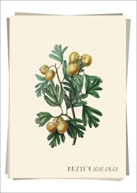 小柑橘 水果图鉴