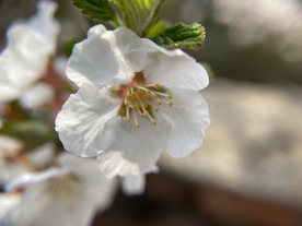 樱桃花