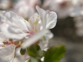 樱桃花