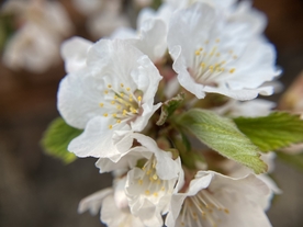 樱桃花