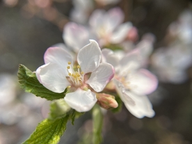 杏花