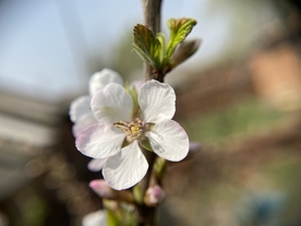 樱桃花