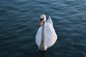 白天鹅空山鸟语图片