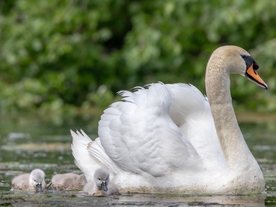 白天鹅空山鸟语图片
