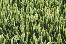 麦穗麦田绿色小麦图片