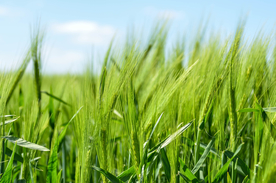 麦穗麦田绿色小麦图片