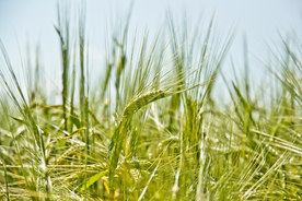 麦穗麦田绿色小麦图片