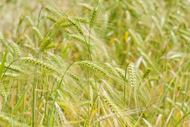 麦穗麦田绿色小麦图片