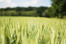 麦穗麦田绿色小麦图片
