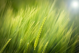 麦穗麦田绿色小麦图片