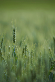 麦穗麦田绿色小麦图片