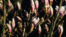 玉兰花美丽图片