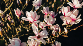 玉兰花美丽图片