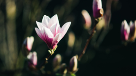 玉兰花美丽图片