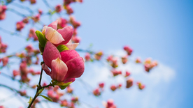 玉兰花美丽图片