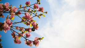 玉兰花美丽图片