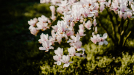 玉兰花美丽图片