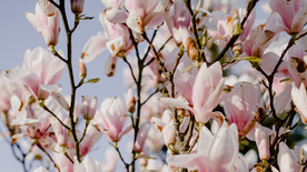 玉兰花美丽图片